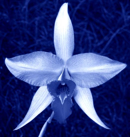 De afbeelding http://mmeobskure.joueb.com/images/orchidee%20parfaite.jpg kan niet vertoond worden, omdat ze fouten bevat.